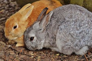 ILV Kärnten beobachtet gehäufte Fälle einer ansteckenden und tödlich verlaufenden Krankheit bei Kaninchen. Foto: Symbolbild