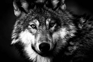 In der Nacht auf heute: Schon 3. Wolf in Kärnten erlegt