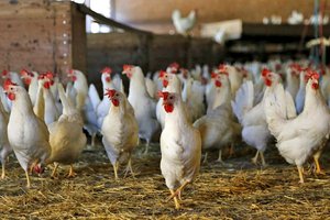 Vogelgrippe: Gesundheitsministerium erlässt Stallhaltepflicht in 64 Kärntner Gemeinden