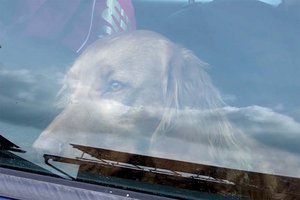 Hitzewelle: Hunde unter keinen Umständen im heißen Auto lassen!