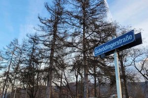 11 Bäume werden der in St. Ruprechter Schrödingerstraße gefällt. Foto: Mein Klagenfurt
