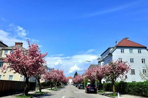 Ferdinand-Jergitsch-Straße: Bäume kommen weg, neue werden nachgepflanzt. Foto: Mein Klagenfurt