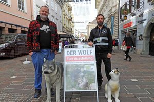 Tierschützer stellten am Alten Platz Wolfsfiguren und Weidezaun auf. Foto: VGT.at