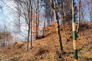 Viktring: 11-Jähriger zündete Schulheft an und verursachte einen Waldbrand. Foto: Berufsfeuerwehr Klagenfurt