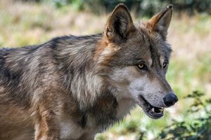 Autofahrer prallte gegen Wolf. Polizei mahnt zur Vorsicht vor verletztem Tier