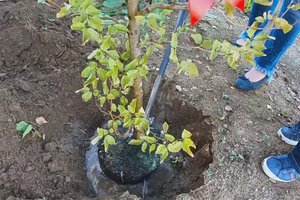 Bäume pflanzen für den Klimaschutz: Spatenstich für Baumpatenprojekt in Ferlach. Foto: Mein Klagenfurt