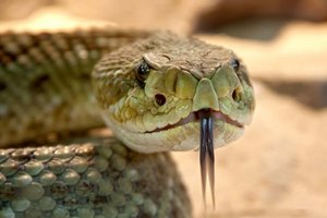 Kärntner Tierschutzombudsfrau macht auf rechtliche Grundlagen und Mindestanforderungen bei Schlangenhaltung aufmerksam