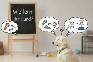 Seminar und Infotreffen rund um Lernen und Ausbildung von Hunden. Foto: ThT