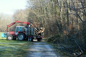 Von Baumstamm erschlagen: Tödlicher Forstunfall in Viktring. Foto: Symbolbild