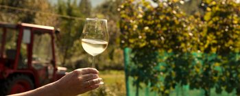 Weingarten der Stadt Klagenfurt 