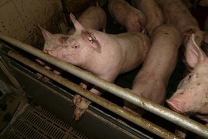 Antrag im Kärntner Landtag: Generelles Verbot von Vollspaltenböden in der Tierzucht