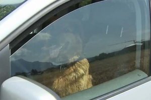 Gerettet: Hund bei 30 Grad Hitze im Auto gelassen. Foto: Symbolbild/Screenshot YouTube