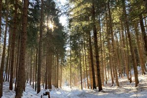 Verirrt: Mann verbrachte Nacht im Wald auf der Gerlitzen. Foto: Symbolbild