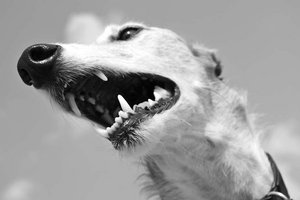 Polizist in St. Veit bei Amtshandlung von Hund gebissen. Foto: Symbolbild