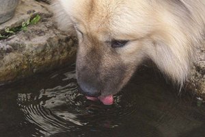 Hunde-Trinkbrunnen und Trinkwassernäpfe vor Geschäften