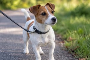 Schock für 7-Jährigen: Staffordshire Terrier tötet seinen Hund beim Spaziergang. Foto: Symbolbild