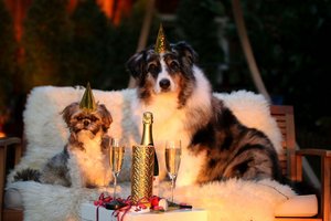 Tipps & Tricks für einen stressfreien Jahreswechsel mit Hunden