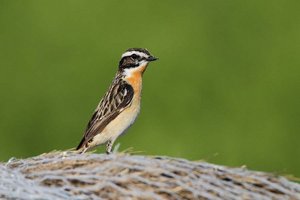 Wiesenvögel wie das Braunkehlchen sind in Gefahr. Foto: HM Berg