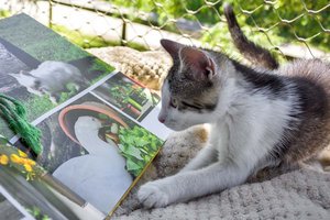 Die Katzen im TiKo freuen sich auf die spannenden Geschichten. Foto: TiKo/Nina Zesar