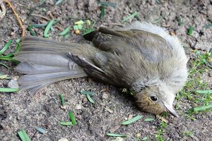 Erster bestätigter Vogelgrippefall in Kärnten. Foto: Symbolbild