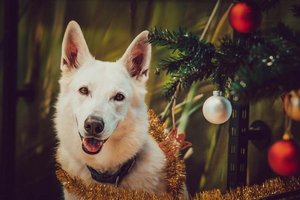 Die Tiere im TiKo freuen sich schon auf ihre Geschenke. Foto: Tiko