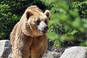 „Der Karawankenbär“: „Universum“ auf den Spuren eines Grenzgängers