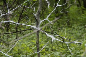 Bei Schädlingsbefall möglichst frühzeitig reagieren 