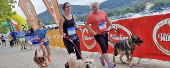 Hundelauf im Rahmen von „Kärnten Läuft“ am Metnitzstrand in Klagenfurt. Foto: Mein Klagenfurt
