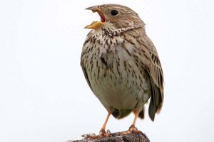 Aus für die Grauammer? - BirdLife Österreich meldet einschneidenden Biodiversitätsverlust auf Feld und Wiese. Foto: Hans-Martin Berg