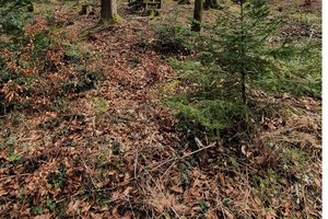 Große Trockenheit: Auch in Klagenfurt hohe Waldbrandgefahr!