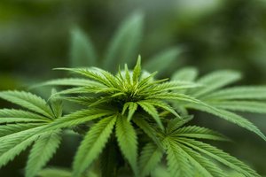 Jemand gab Polizei Hinweis: Klagenfurter züchtete in seiner Wohnung Cannabispflanzen