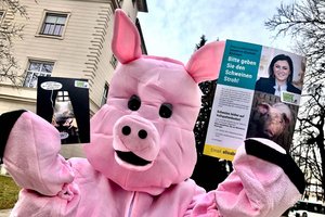 Köstinger in Klagenfurt: Tierschützer protestierten heute vor Landesregierung. Foto: VGT.at