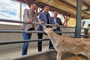 Kärntner Kalb rosé statt Fleischimport und Kälberexport. Foto: Mein Klagenfurt