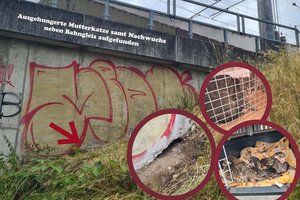 Ausgehungerte Katzenfamilie bei Bahngleis in Klagenfurt entdeckt und gerettet. Foto: Tierschutz aktiv Kärnten