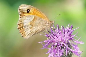 Großes Ochsenauge ist häufigster Schmetterling in Österreichs Gärten. Foto: schmetterlingsapp.at/Rudi Wiesinger