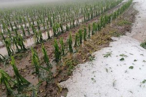 Durch Hagel und Starkregen zerstörte landwirtschaftliche Kulturen. Foto: ÖHV