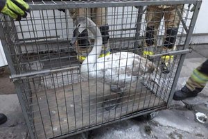 Klagenfurter Berufsfeuerwehr rettet Schwan von Balkon. Foto: Berufsfeuerwehr Klagenfurt