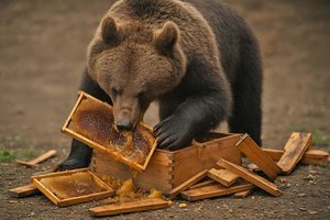14 Kilo Honig gefressen: Bär plündert Bienenstock im Bezirk Klagenfurt Land. Foto: Symbolbild