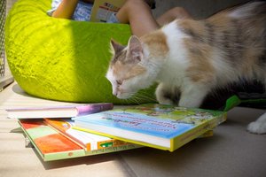 Kinder lesen Katzen im Tierheim vor. Foto: TiKo/Nina Zesar