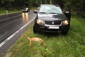 2021 wurden 38 Personen bei Wildunfällen in Kärnten verletzt. Foto: ÖAMTC/Lobensommer