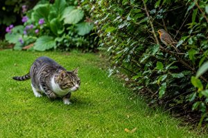 Katzen, Glasscheiben und Heckenschnitt: BirdLife warnt vor Gefahren für Vögel. Foto: Symbolbild