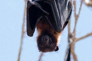 Lendspitz-Maiernigg: Neue Fledermausart entdeckt. Foto: Symbolbild