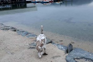 Der gerettete Schwan wurde am Wörthersee unverletzt freigelassen. Fotos: Berufsfeuerwehr Klagenfurt