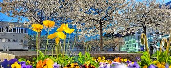 Blumen und Blüten: Klagenfurt im Frühling