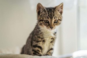 Eine solche Babykatze malträtierte der Klagenfurter