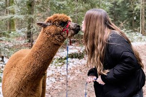 Speed Dating für Singles: Mit Alpakas zum Liebesglück. Foto. zVg
