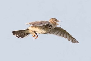 Eine Feldlerche im Singflug. Foto: Gerhard Loidolt