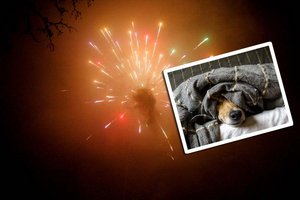 Bürgermeister appelliert: Silversterfeuerwerk mit Rücksicht auf Mensch und Tier