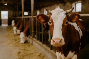 Landwirtin wurde von Kuh attackiert und gegen Stalltor gedrückt