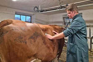 Dr. Peter Leitgeb in Strassburg ist einer von wenigen jungen Nutztierärzten in Kärnten. Foto: Leitgeb/KK